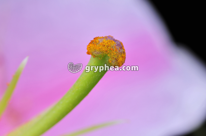 Lys (Lilium sp.) - Stigmate avec pollen - gryphea.com